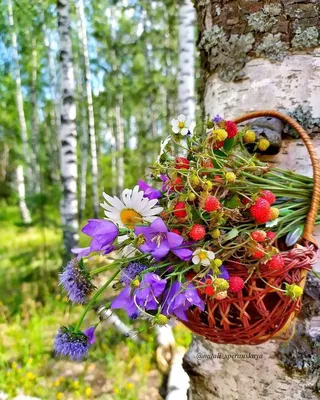 ЛЕТО! 🦋🍃🌼🍓🍀🌼🌿🦋 природа | Красивые цветы, Цветочные композиции,  Природа