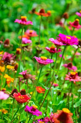 Цвет Лето Цветы - Бесплатное фото на Pixabay - Pixabay