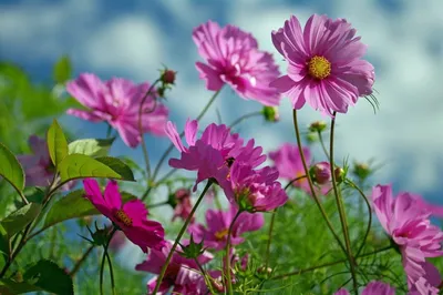 Какие цветы цветут летом: названия и фото | Блог Семицветик