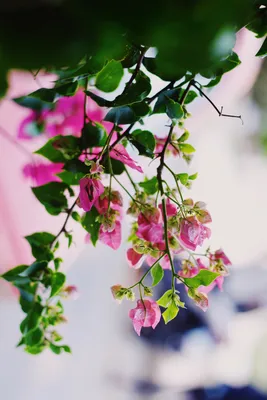 Летние цветы (60 фото)