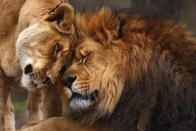 Картинки по запросу лев и львица любовь | Lion love, Animals, Animals  beautiful