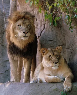 Льва и львицы в хорошем качестве - картинки и фото koshka.top