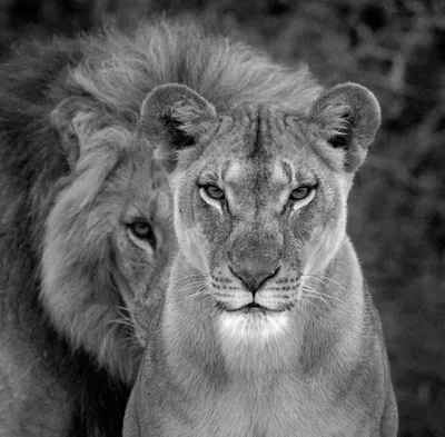 Лев и львица стоковое изображение. изображение насчитывающей развилки -  150887635