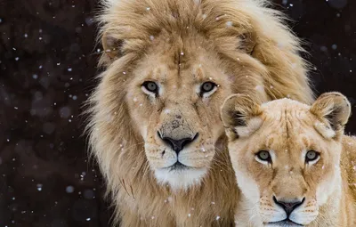 Обои взгляд, темный фон, лев, пара, дикие кошки, львы, львица, снегопад,  два, морды, семейный портрет, два льва | Кошки, Животные, Лев