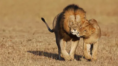 Лев и львица рисунок - 77 фото