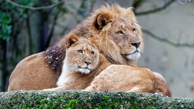 лев и львица в зоопарке стоковое фото. изображение насчитывающей аффекты -  219081460