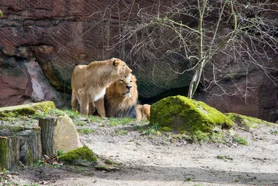 Счастливейший лев в мире | Пикабу