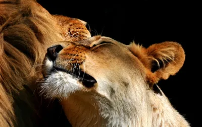 Картинки лев и львица - 80 фото