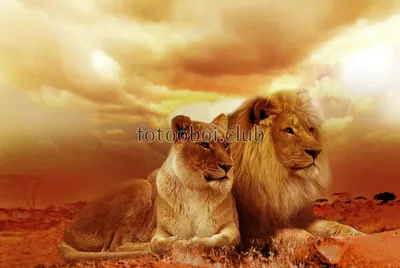 Влюбленные огненные лев и львица …» — создано в Шедевруме