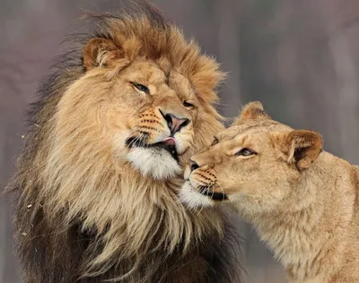 Лев и львица прижимаясь, пантера изолированный Leo, Стоковое Изображение -  изображение насчитывающей друзья, взаимодействующе: 40403651