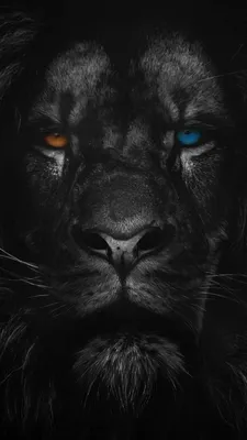 Обои Лев, волосы, живая природа, масаи Лев, кошачьих на телефон Android,  1080x1920 картинки и фото бесплатно