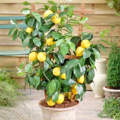Дерево лимона | Pavlovolimon