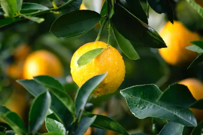 Лимон - что это: фото, польза и вред, калорийность, рецепты, посадка и уход