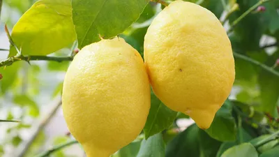 Нарезка лимона, тел.: +7(495)752-48-01
