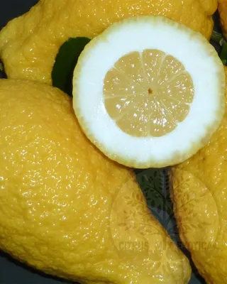 Лимон Турция из раздела Фрукты