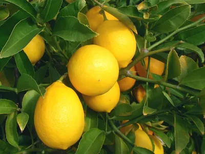 Контейнер для лимона SNIPS (SNIPS) - купить в Москве в Williams Oliver