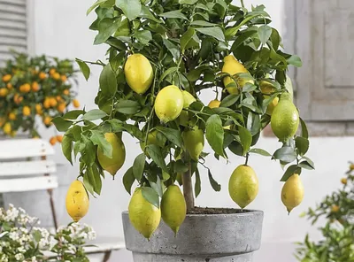 Лимон и несколько долек лимона украшенные веткой цветущего лимонного дерева  Photos | Adobe Stock