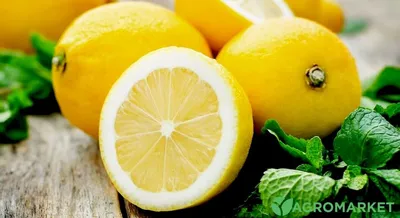 Лимон: польза и вред, как правильно есть, советы врача | РБК Life