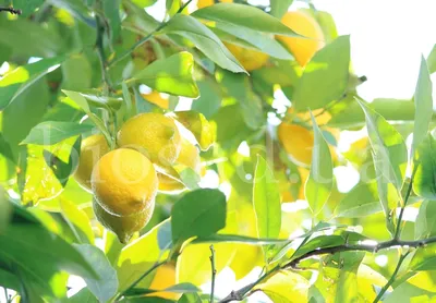 Лимон поможет решить проблему с насекомыми в доме | РБК Украина