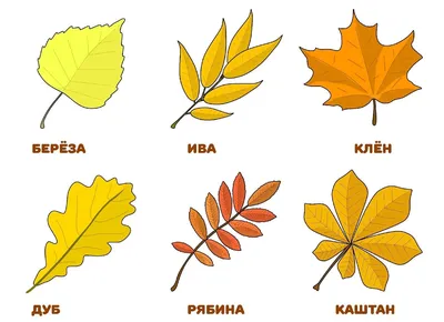 Листья разных деревьев осенью - 64 фото