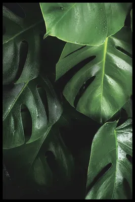 зеленые листья стоковое изображение. изображение насчитывающей живо -  15509933