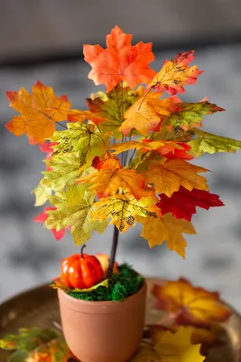 Почему листья меняют цвет, окрашиваясь осенью в желтый или красный? -  Бізнес новини Києва