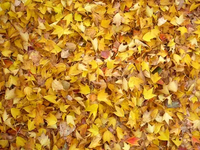 Почему листья зеленые и почему они желтеют осенью | Пикабу