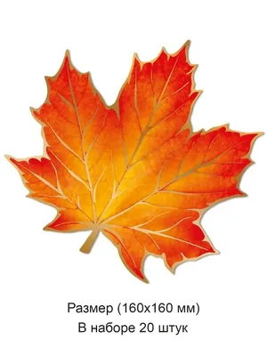 Бесплатные Осенние листья стоковые фотографии | FreeImages