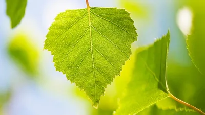 зеленые листья имеют темный фон, 3d визуализация листья фон зеленый  натуральный, Hd фотография фото, зеленый фон картинки и Фото для бесплатной  загрузки