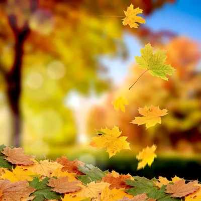 Осенние листья сирени - скачать бесплатно текстурные атласы и декали,  Substance PBR материал в высоком разрешении