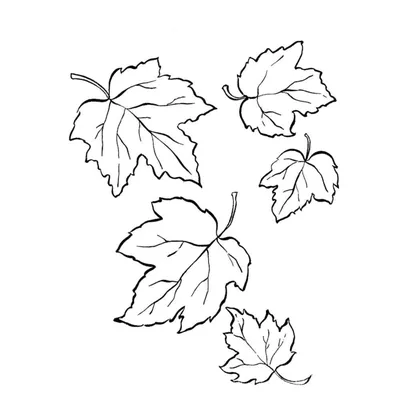 Листья смородины: полезные свойства. | Medovkrym.ru