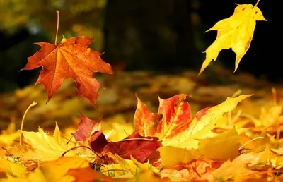 Листья осени цвета Упаденные листья, покрашенные сухие лист и набор вектора  желтых листьев реалистический Иллюстрация вектора - иллюстрации  насчитывающей яркое, листья: 153736175