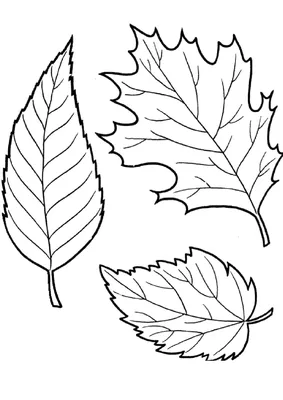 Раскраска Осенние листочки распечатать - Листья
