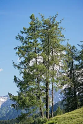 Лиственница широкочешуйчатая 🌲 купить с доставкой курьером, почтой,  самовывоз в 52 городах, цены и фото