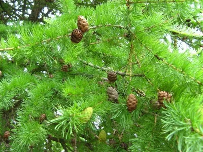 Дерево лиственницы природы стоковое фото. изображение насчитывающей природа  - 203284226