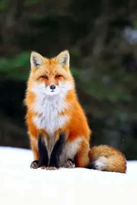 лиса зимой на снегу сидит возле леса | Animals wild, Fox pictures, Cute  animal drawings