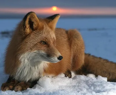 Лисы, снег... 12 фотографий о волшебстве зимы — Российское фото