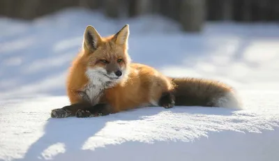 Лиса зимой. Фотограф Багурский Алексей