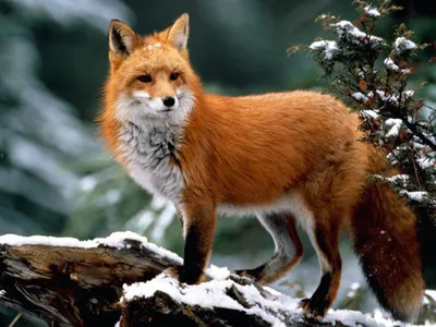 winter #лиса #зима #fox #nice #pretty #animals #животные #зверушки #снег  #милота #snow | Pet fox, Wild dogs, Animals beautiful