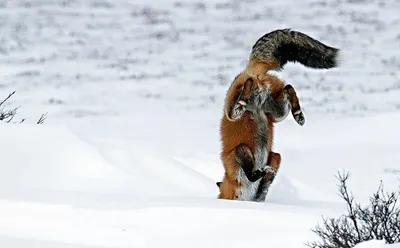 Лиса зимой.fox in winter - YouTube