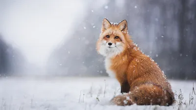 Картинка Лисы Зима Животные