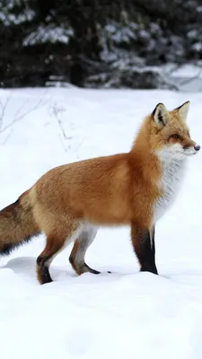 Охота на лису: сроки, виды и способы добычи