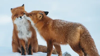 Интересные факты о лисах. Вы знали, что лисы видят в темноте? | Faunazoo.ru  | Дзен