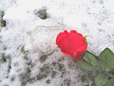 любовь и романтика прекрасная пара целуется в зимнем лесу Стоковое  Изображение - изображение насчитывающей кавказско, романско: 231340449