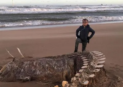 В Шотландии на берег выбросило скелет \"лох-несского чудовища\": фото -  Korrespondent.net