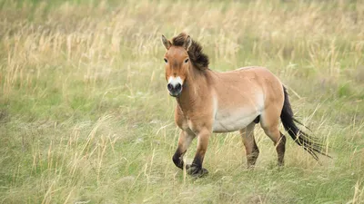 Картинки лошадь пржевальского