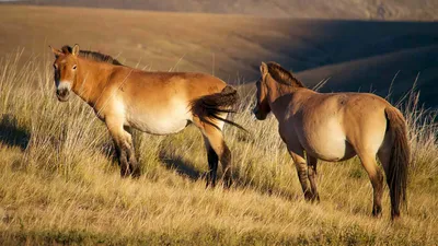 Лошадь Пржевальского: фото, описание, сколько осталось, где обитает в  России, вес, питание