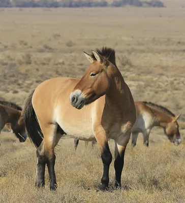 Лошадь Пржевальского: 8 интересных фактов о диком родственнике домашней  лошади | Приключения натуралиста | Дзен
