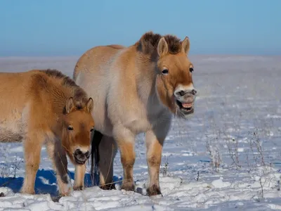 Заповедник лошадей Пржевальского «Оренбургский» | OrenCity