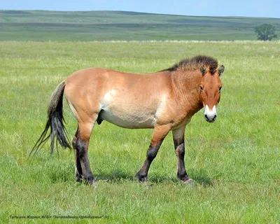 В Хакасии откроют центр реинтродукции лошади Пржевальского